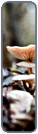 Shrooms 2